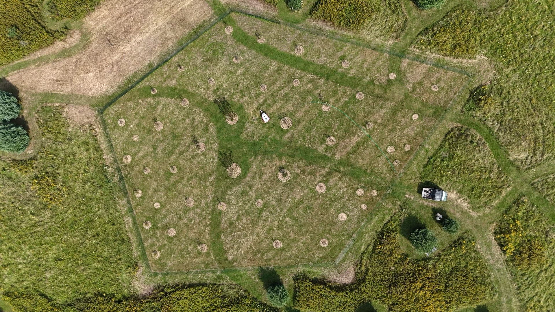 Drone view of an organic fruit orchard designed and installed by LandX Landscape (Photo 1)