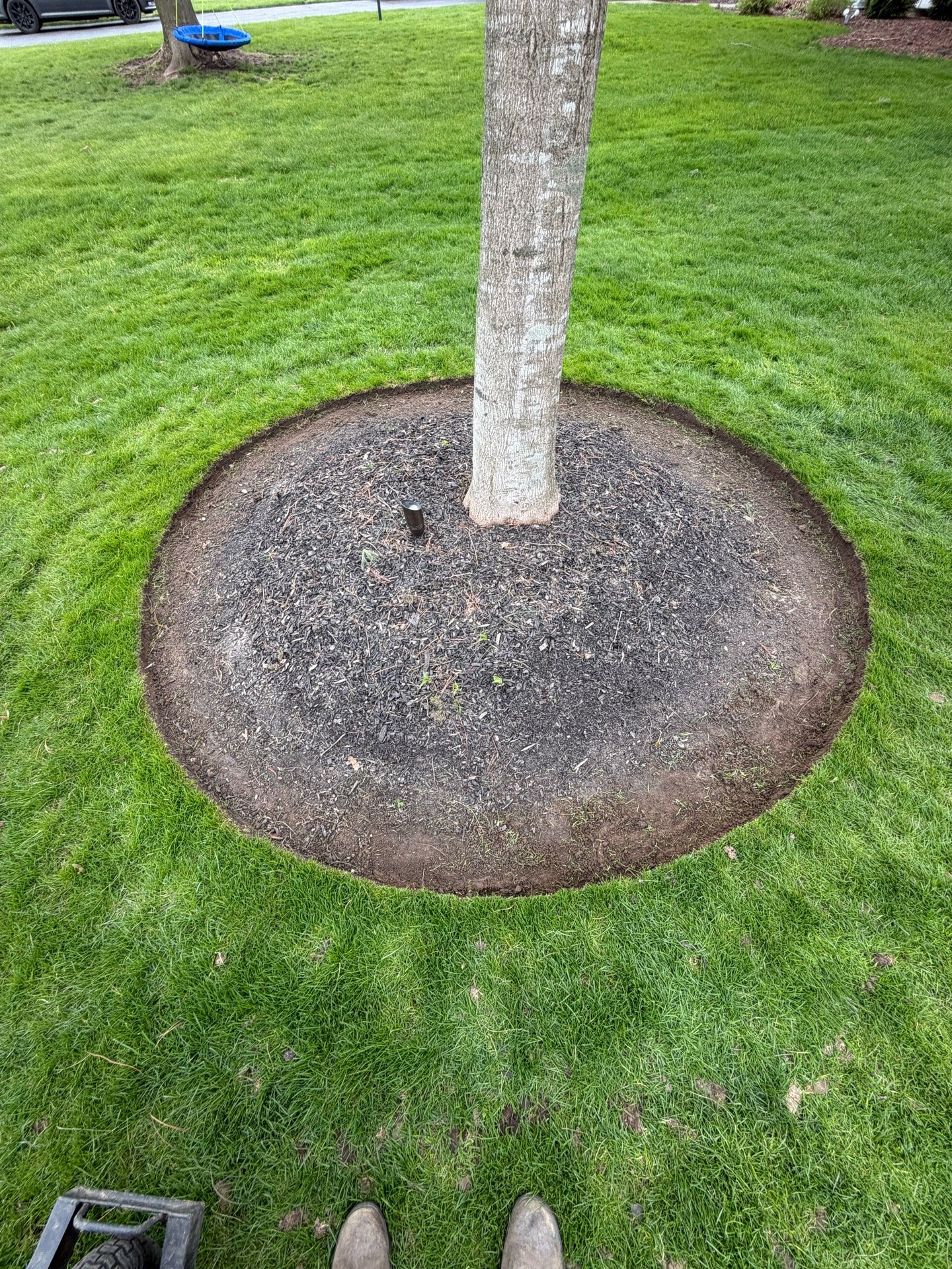 Crisp edged ring around a tree, part of a full spring cleanup (After 1)