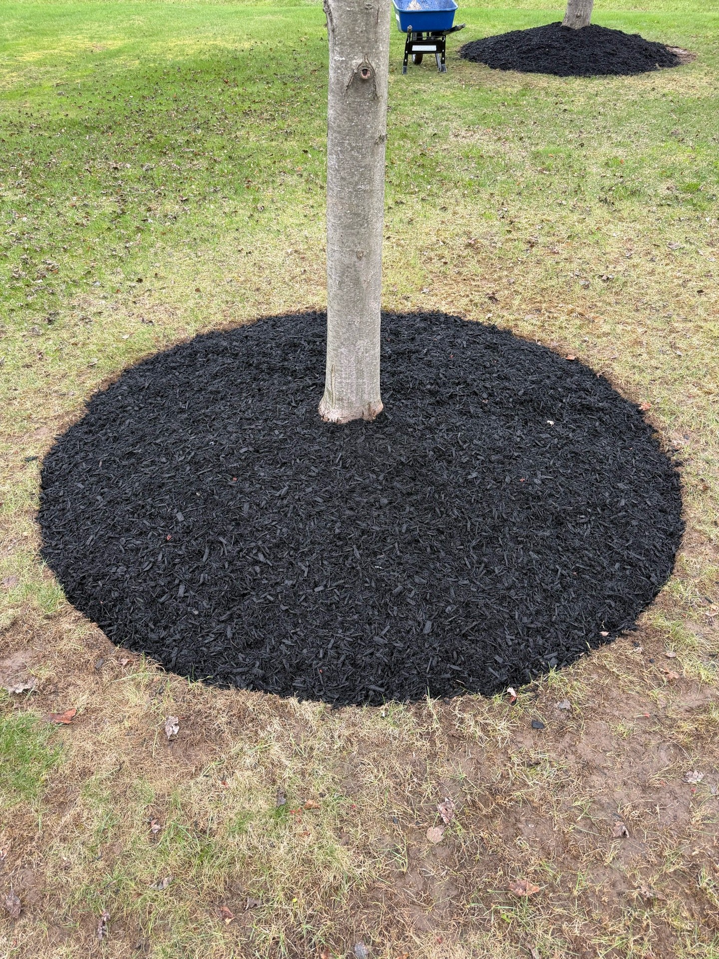 Tree rings edged and mulched during a spring cleanup (After 1)