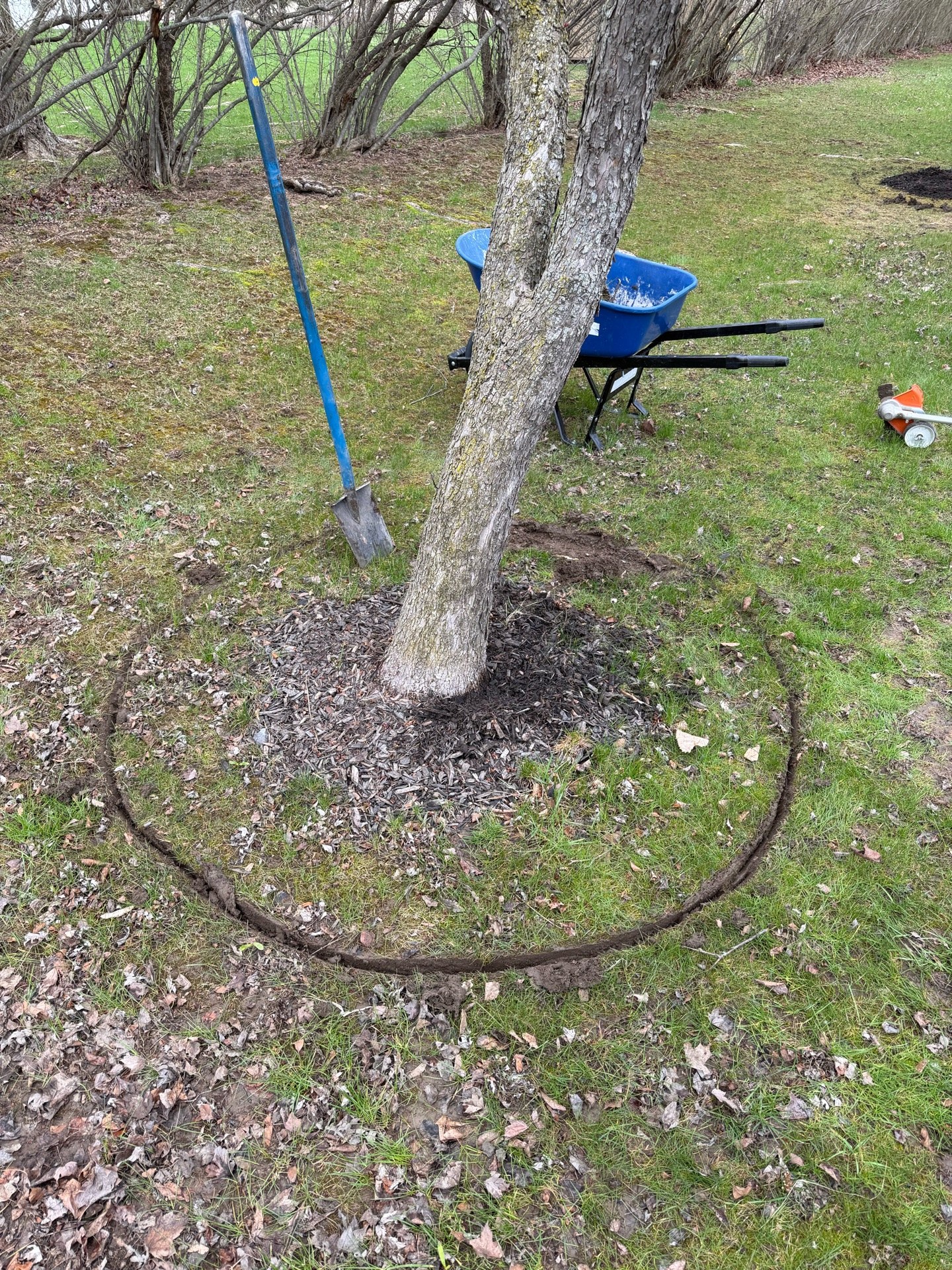The tree before the ring was cut
